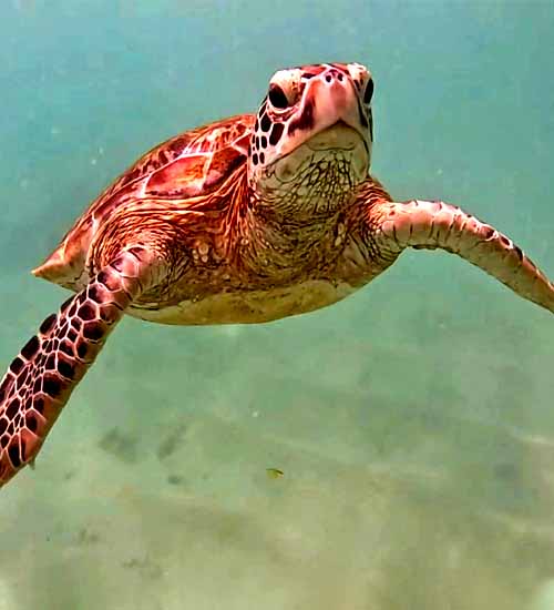Beautiful sea turtle