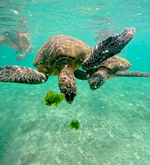 Feeding turtles in Mirissa