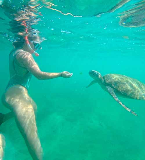 Snorkeling with turtles group tour