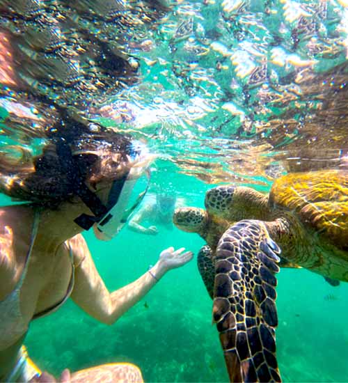 Guests snorkeling with turtles