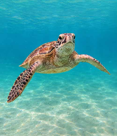 Guide with guests snorkeling with sea turtles in Mirissa