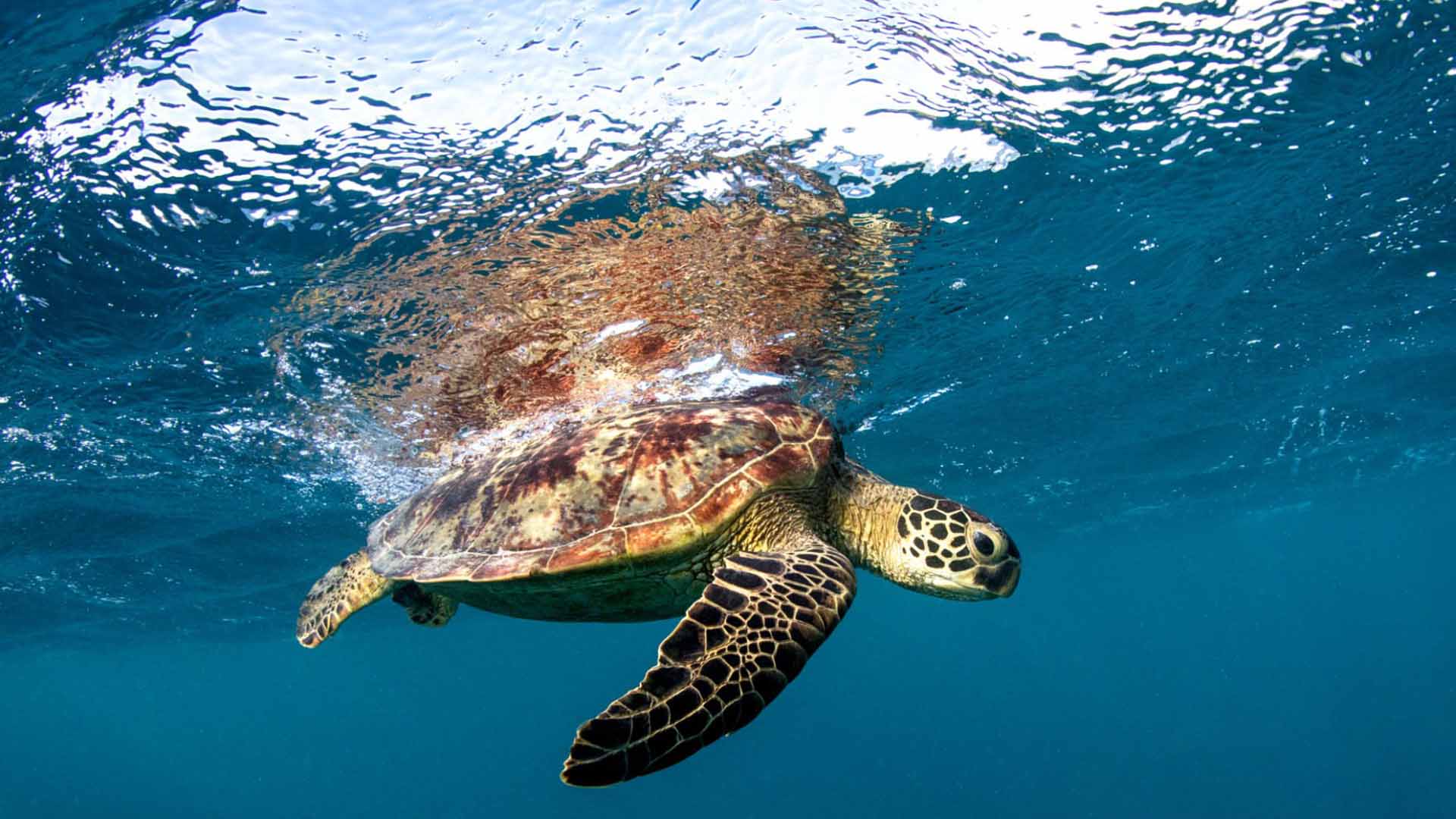 Snorkeling with turtles in Mirissa