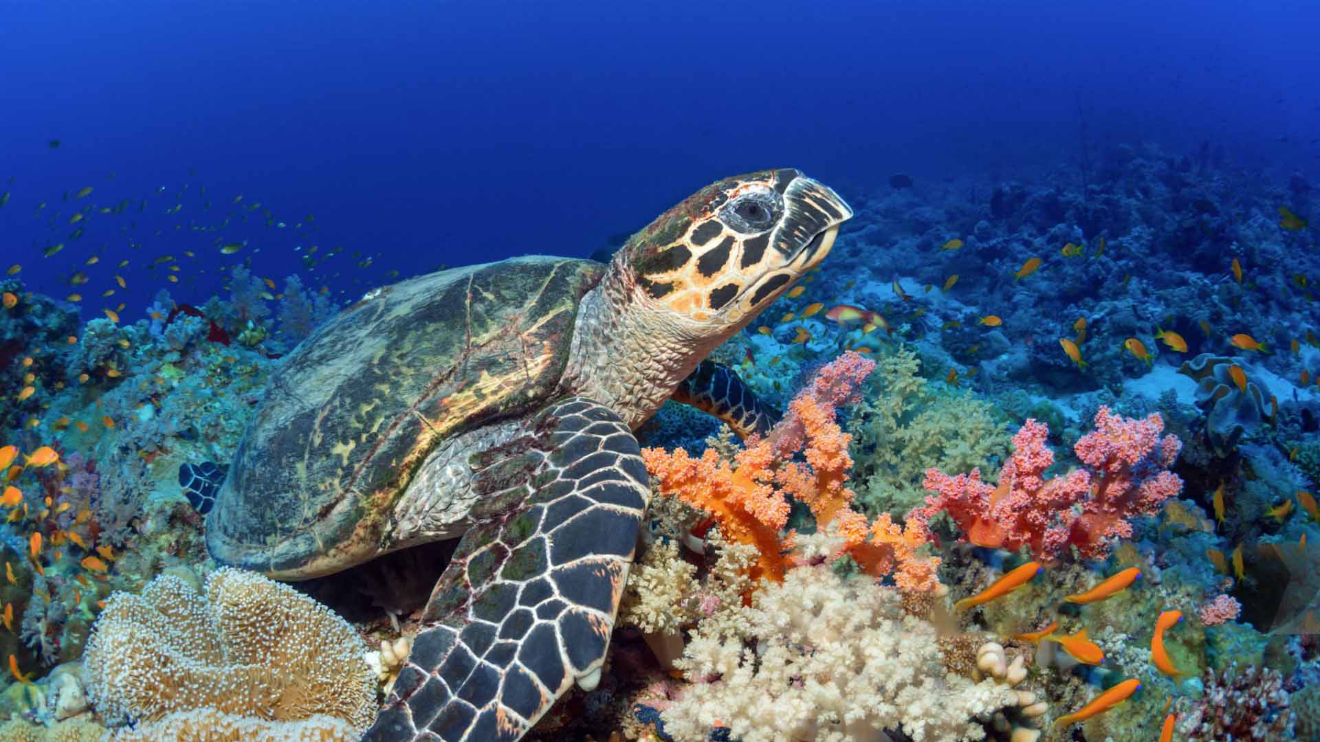 Underwater marine tour Mirissa