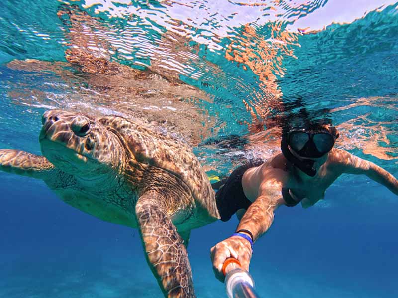 Turtle Snorkeling Tour in Mirissa